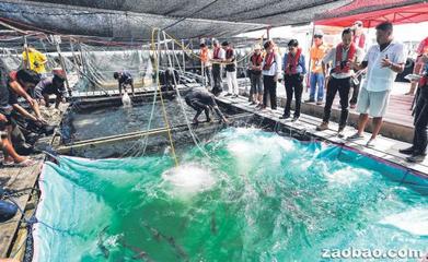 協助漁場 新加坡農糧局裝設防紅潮系統-新加坡新聞_新聞中心_新加坡中文網